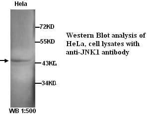 Anti-JNK1