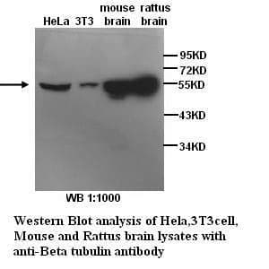 Anti- &beta;-Tubulin