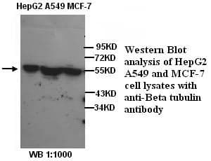 Anti-&beta;-Tubulin