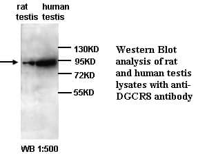 Anti-DGCR8