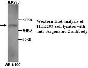 Anti-Argonatue 2