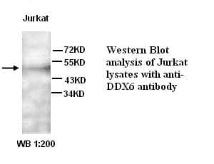 Anti-DDX6