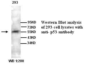 Anti-p53
