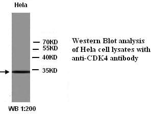Anti-CDK4