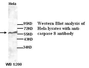 Anti-caspase 8