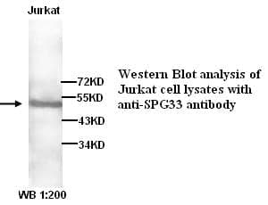 Anti-SPG33