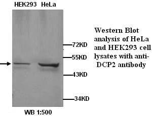 Anti-DCP2