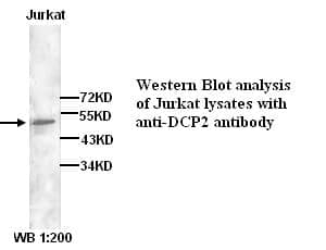 Anti-DCP2