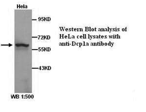 Anti-Dcp1a