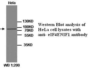 Anti-eIF4ENIF1