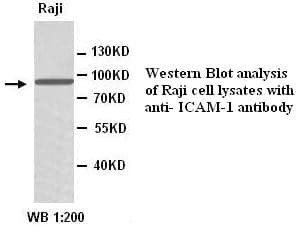 Anti-ICAM-1