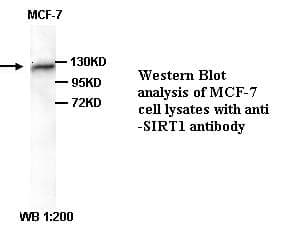 Anti-SIRT1