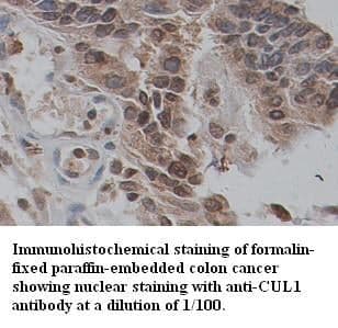 Anti-CUL1
