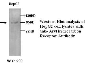 Anti-AHR