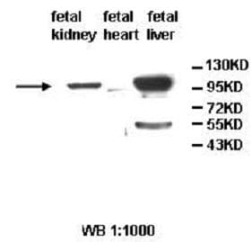 Anti-ALDH1L2