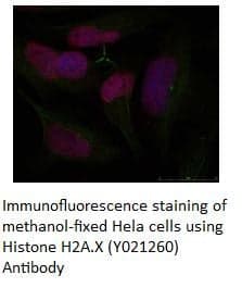 Anti-Histone H2A.X (Ab-139)