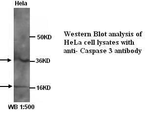 Anti-Caspase 3