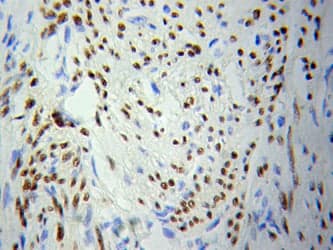 Anti-PCDHB7