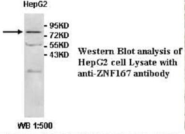 Anti-ZNF167