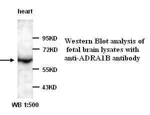 Anti-ADRA1B