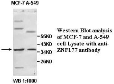 Anti-ZNF177