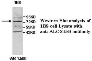 Anti-ALOX15B