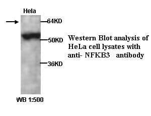 Anti-NFKB3