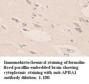 Anti-APBA1