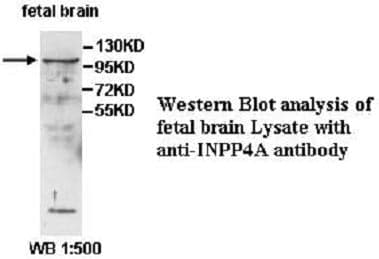 Anti-INPP4A