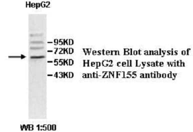 Anti-ZNF155