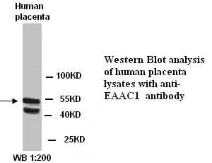 Anti-EAAC1