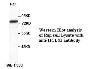 Anti-HCLS1