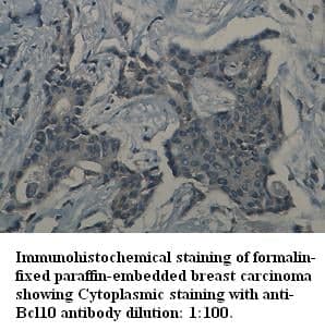 Anti-BCL10