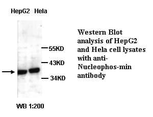 Anti-Nucleophosmin