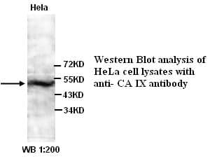 Anti-CA IX