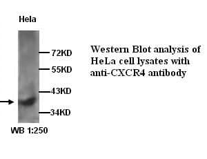 Anti-CXCR4
