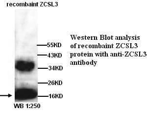 Anti-ZCSL3
