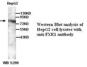 Anti-FXR1