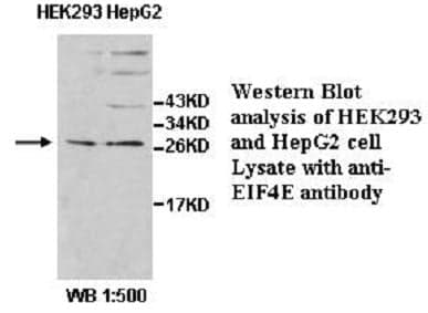 Anti-EIF4E