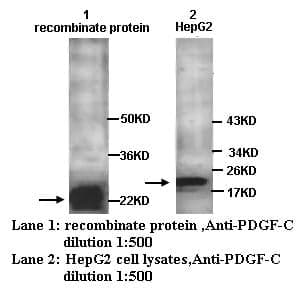 Anti-PDGF-C