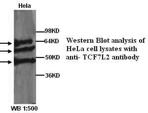 Anti-TCF7L2