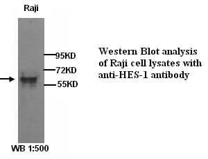 Anti-HES-1