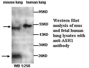 Anti-ASH1