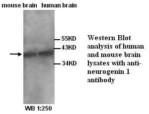 Anti-Neurogenin 1