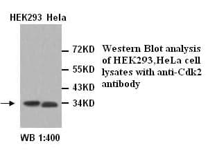 Anti-CDK2