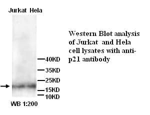Anti- p21