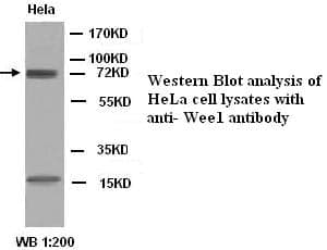 Anti-WEE1