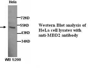Anti-MBD2