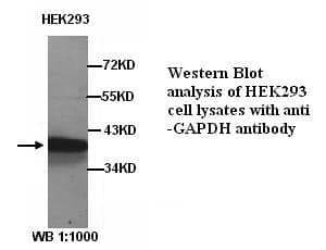 Anti-GAPDH Polyclonal Loading Control