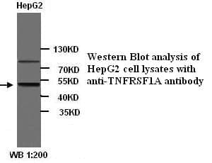 Anti-TNFRSF1A